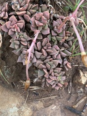 Anacampseros rufescens