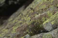 Gypsophila tenuifolia