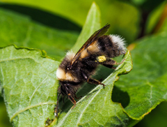 Bombus sporadicus