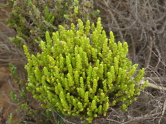 Aspalathus ericifolia