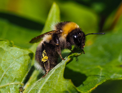 Bombus sporadicus