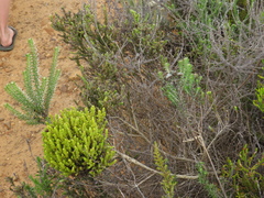 Aspalathus ericifolia