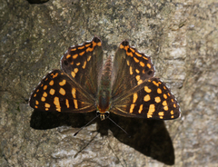 Dodona durga