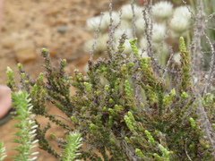 Aspalathus ericifolia