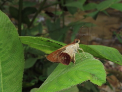 Calpodes longirostris