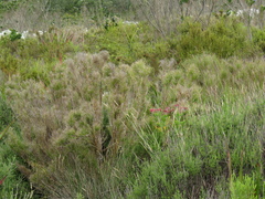 Pseudopentameris macrantha