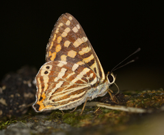 Dodona durga