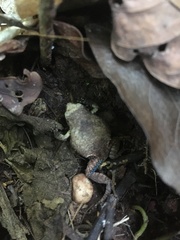 Physalaemus nattereri