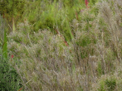 Pseudopentameris macrantha