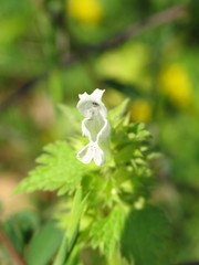 Lamium bifidum