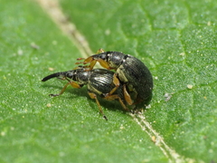 Pseudapion rufirostre