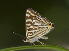 Dodona durga