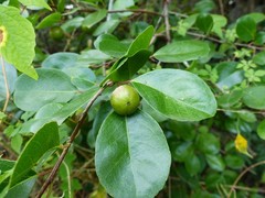 Flacourtia indica
