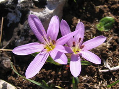 Colchicum cupanii