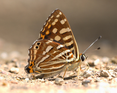 Dodona durga