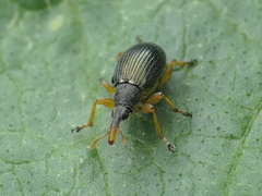 Pseudapion rufirostre