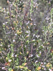 Passerina montana