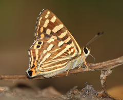 Dodona durga