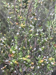 Passerina montana