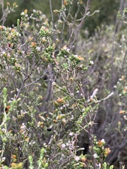 Passerina montana
