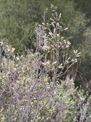 Passerina montana