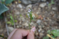 Misopates