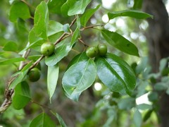 Flacourtia indica
