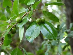 Flacourtia indica
