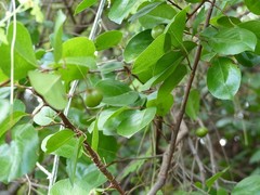 Flacourtia indica