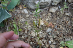 Misopates