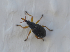Pseudapion rufirostre