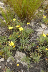 Osteospermum burttianum