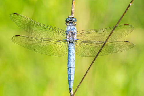 Southern Skimmer