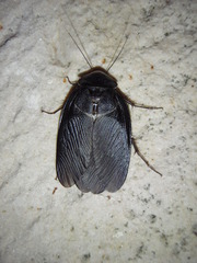 Polyphaga aegyptiaca