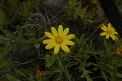 Osteospermum burttianum