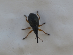 Pseudapion rufirostre