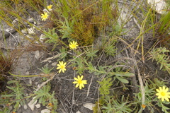 Osteospermum burttianum