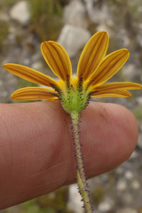 Osteospermum burttianum