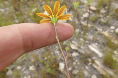 Osteospermum burttianum