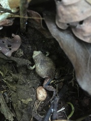 Physalaemus nattereri