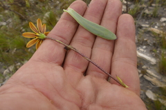 Osteospermum burttianum