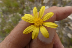 Osteospermum burttianum