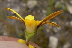 Osteospermum burttianum