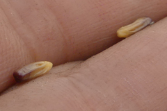 Osteospermum burttianum