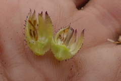 Osteospermum burttianum
