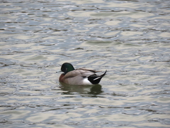 Anas platyrhynchos × Mareca americana