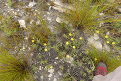 Osteospermum burttianum