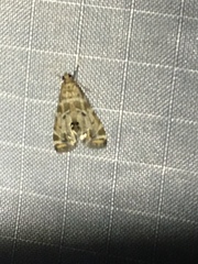 Petrophila confusalis