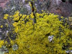 Candelariella reflexa