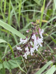 Orthosiphon suffrutescens